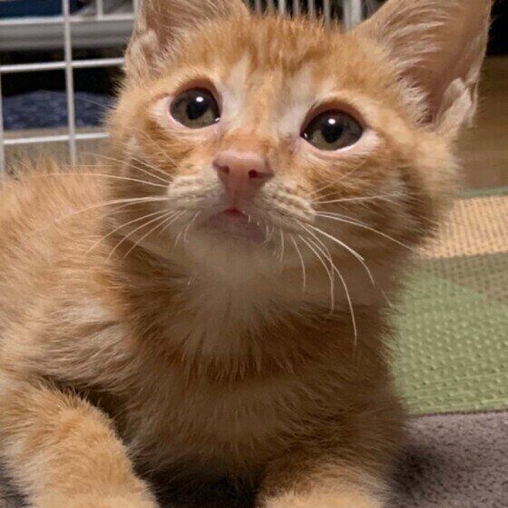 見上げる茶トラ