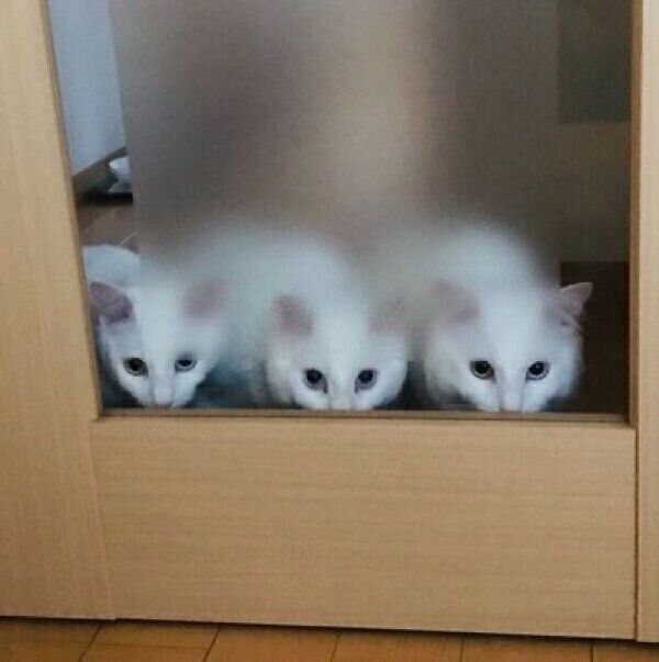 リビングの外から見守る猫たち