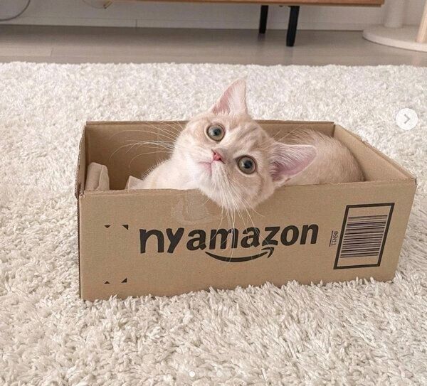 ダンボール箱の中でまったりするころもくん