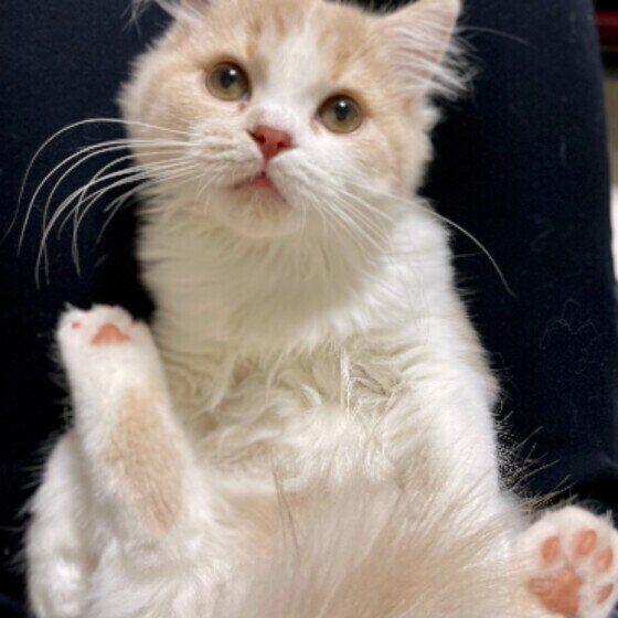 見つめるマンチカン