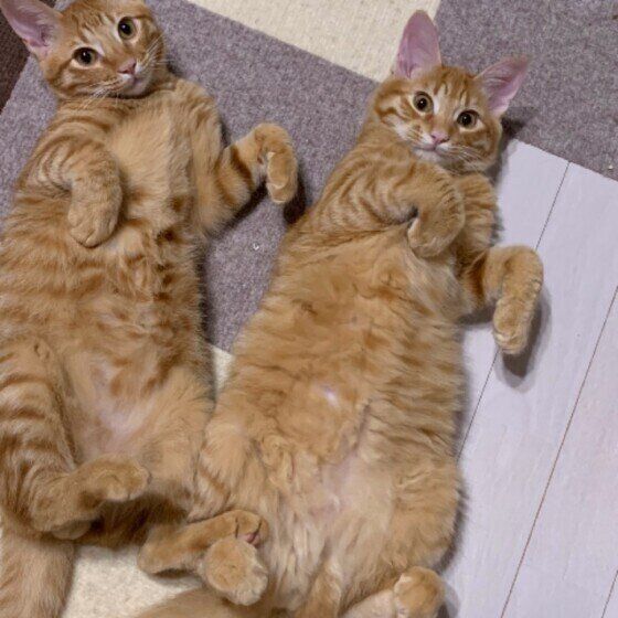 2匹で並んで同じポーズ、茶トラのライちゃん