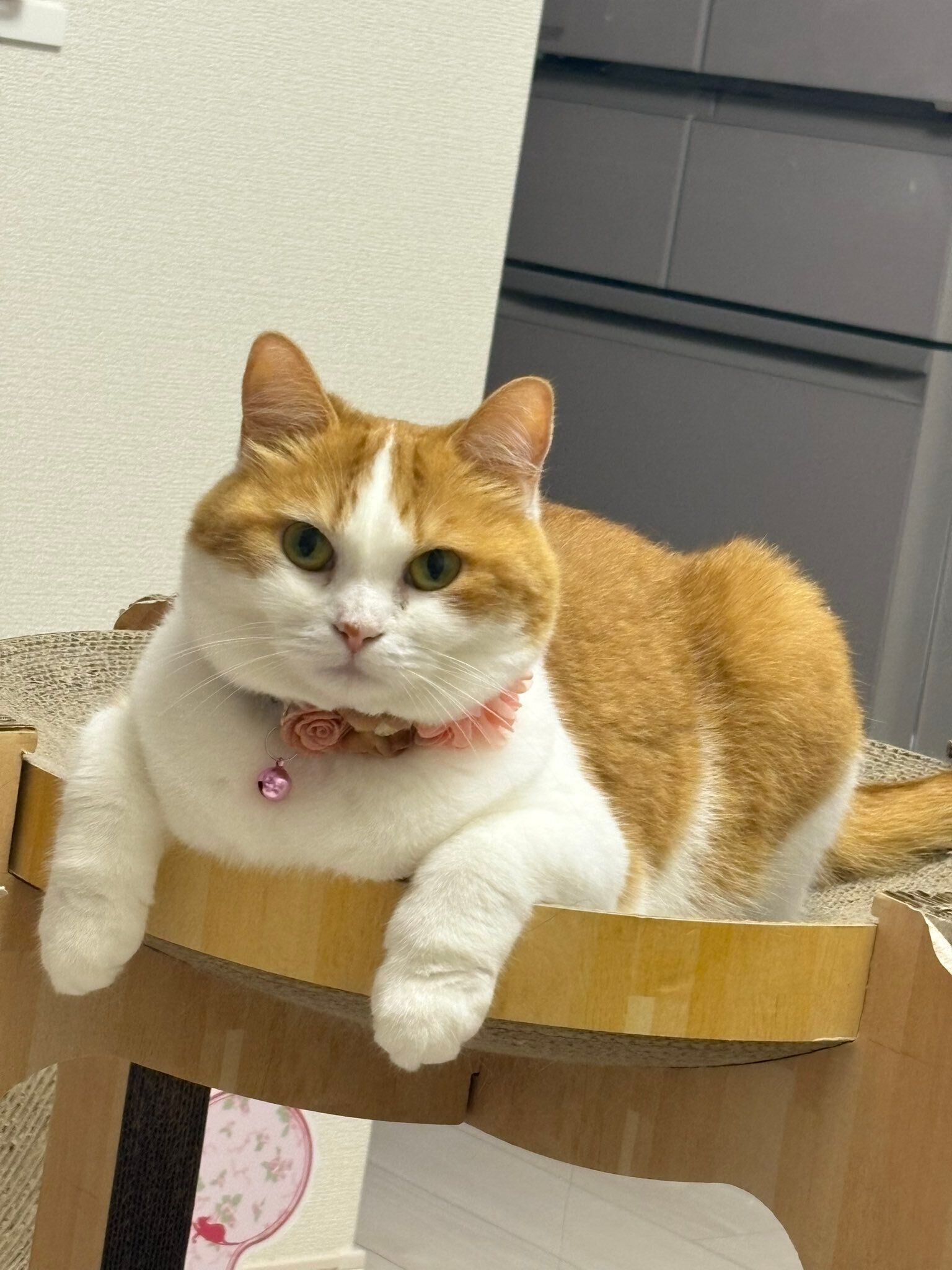 爪とぎの上でくつろぐマンチカン