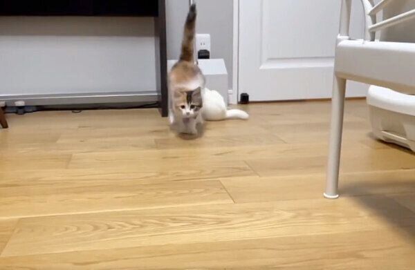 名前を呼ばれて駆け寄ってくるうなぎちゃん