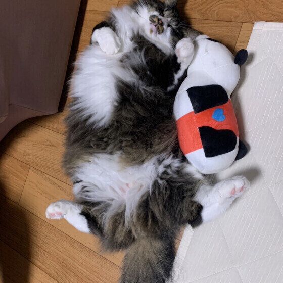 ぬいぐるみと一緒に眠る猫