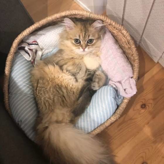 かごのベッドに寝転ぶペルシャ