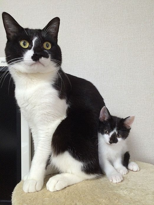 はじめまして！新連載「リュックと愉快な仲間たち。あ、あと響介」です