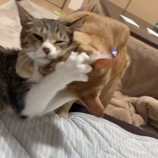 茶トラのウニくんとキジ白のコハダちゃん