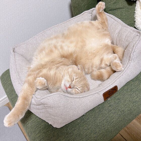 スコティッシュフォールドの梛くん