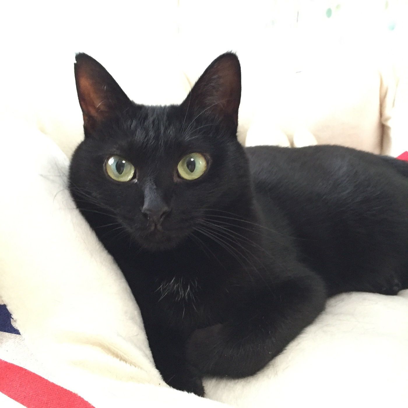 猫にも害の恐れがある アニサキス 与えていい魚 悪い魚は ねこのきもちweb Magazine 猫にも害の恐れがある アニサキス 与えていい魚 悪い魚は ねこのきもちweb Magazine