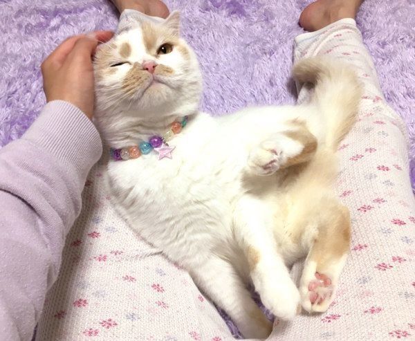 飼い主さんに寄り添うホイップクリームちゃん