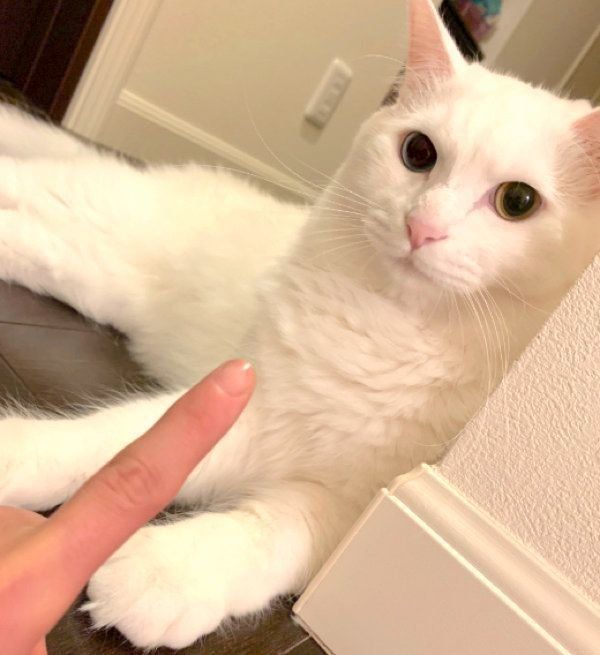 くつろぐたいちゃん