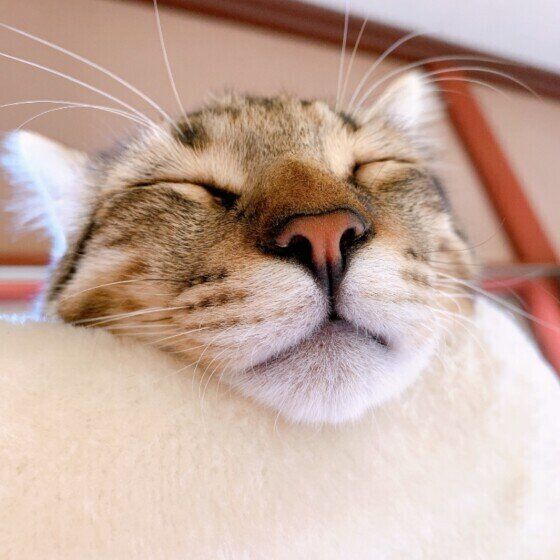 気持ちよさそうに眠るキジトラ