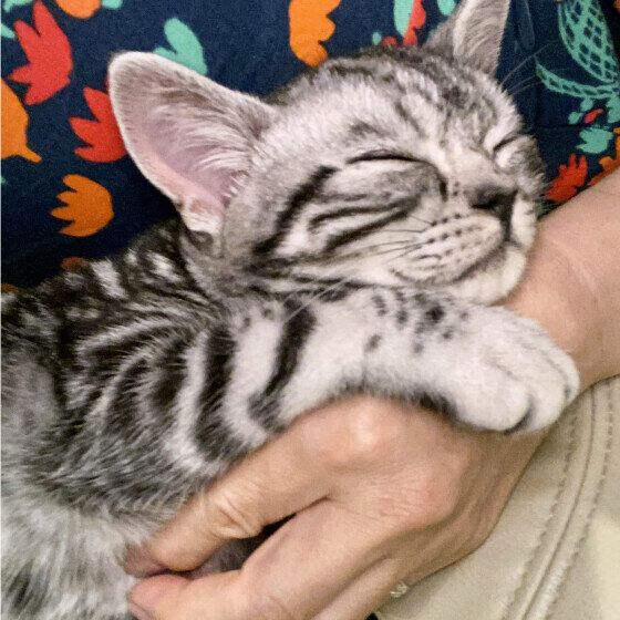アメリカンショートヘアの子猫