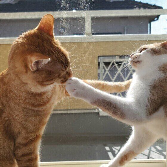 MIXのみるくちゃん