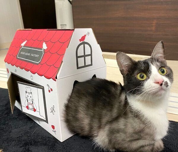 箱の中に入るもやしくん