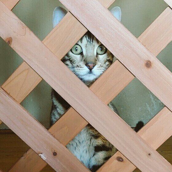 見つめるベンガル