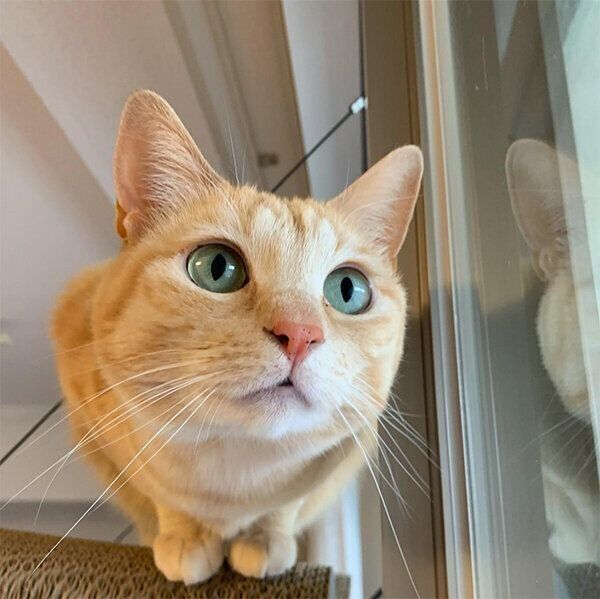外を見るもいわちゃん