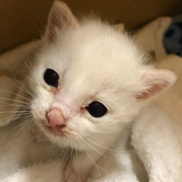 保護されたばかりのころのロニーくん