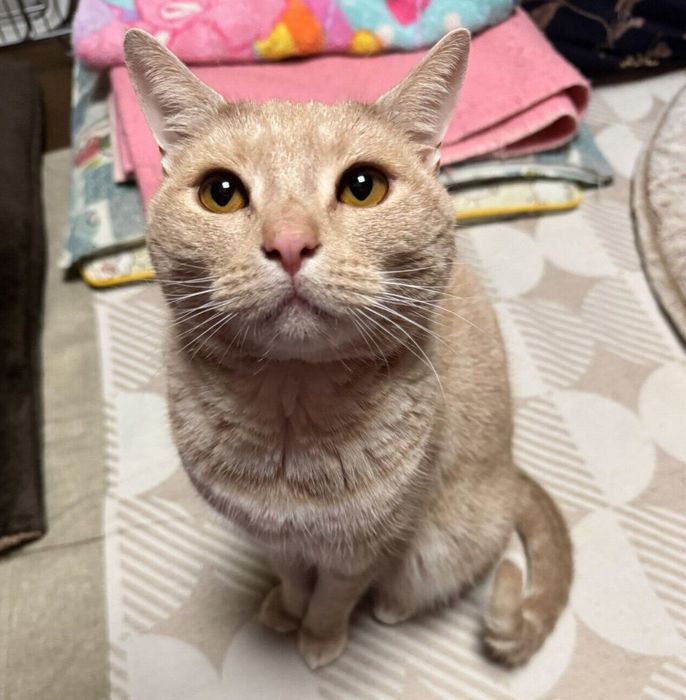 見つめるちくわちゃん