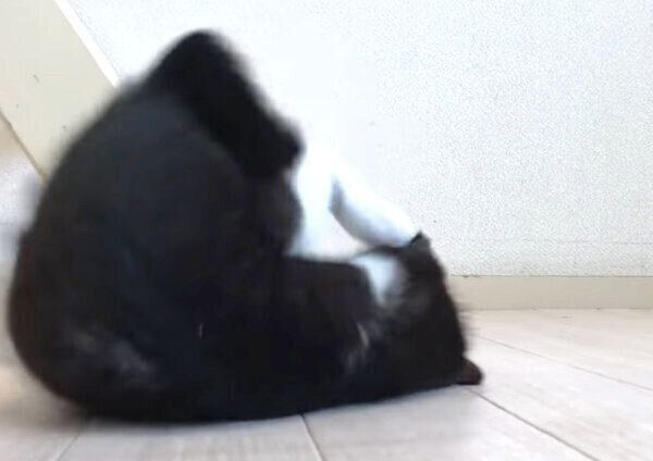 煮干しで遊ぶむーくん