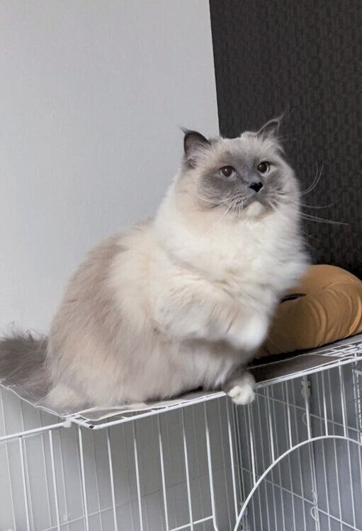 なにかを振り払うバロンくん