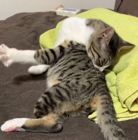 毛づくろいする猫