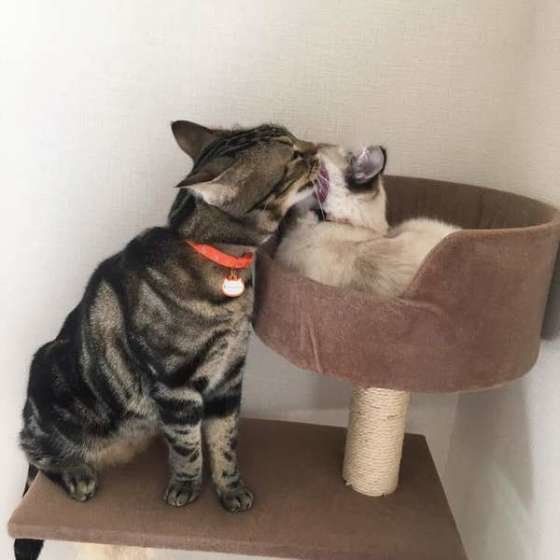 ほかの猫を舐める