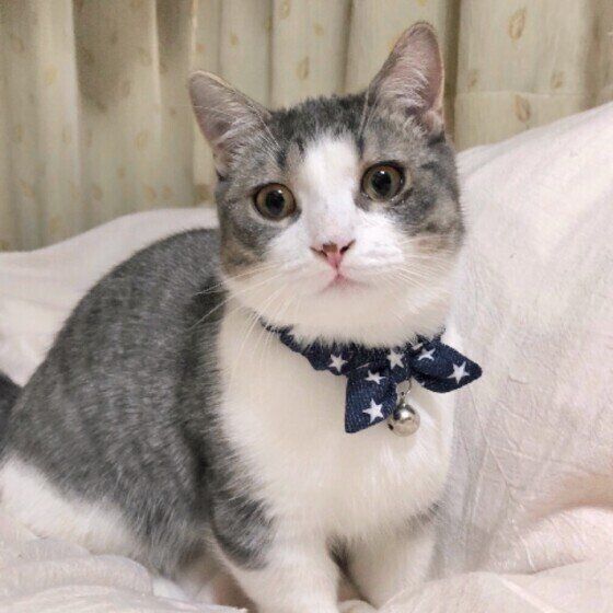 首輪をするマンチカン