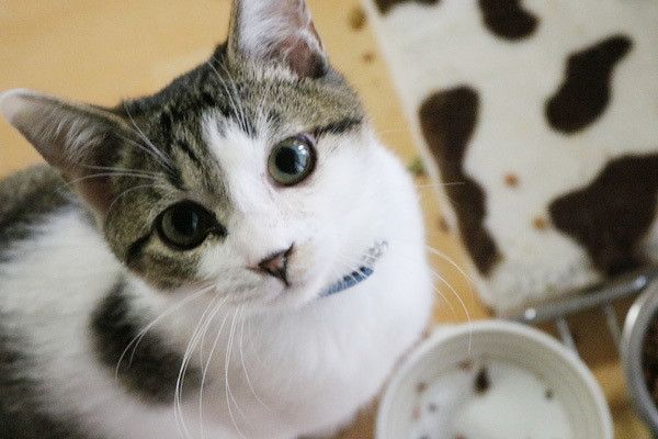 見上げる猫