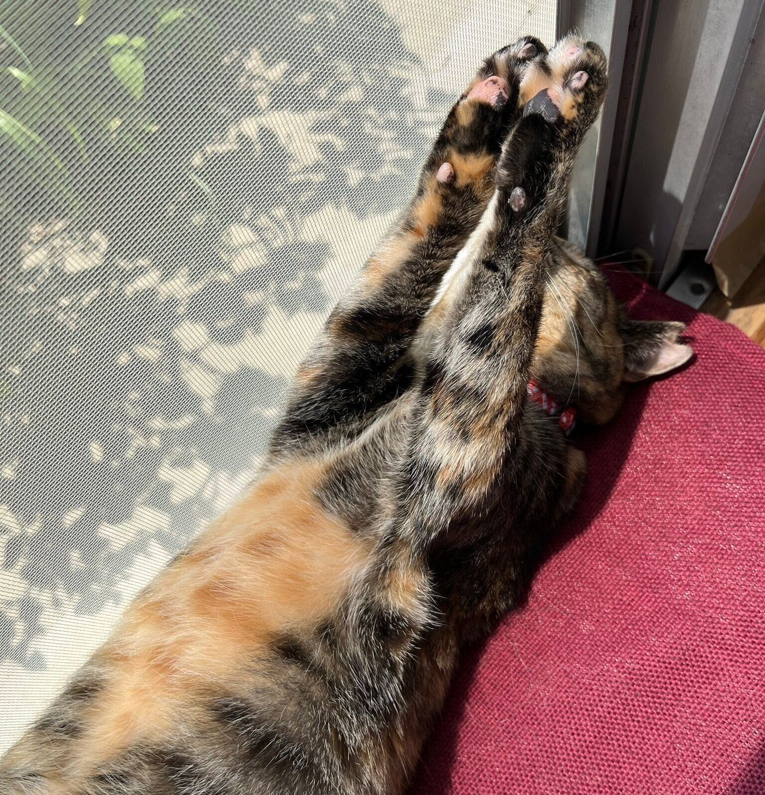 肉球を上に向けてひなたぼっこをするメルモちゃん