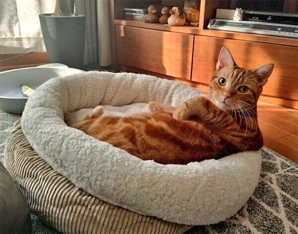 振り向くぼんちゃん