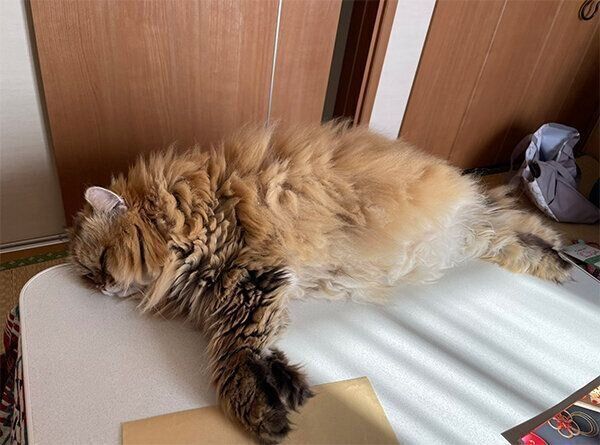 机で眠るルビィくん