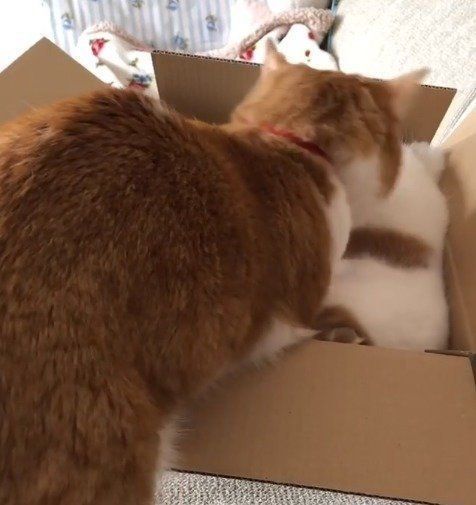 段ボールに入りたい猫