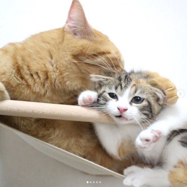 ハンモックでくつろぐ茶トラとマンチカン