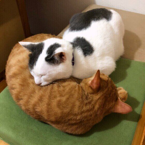 同居猫にあごのせする猫（オス）