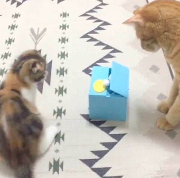 貯金箱で遊ぶ茶トラとマンチカン