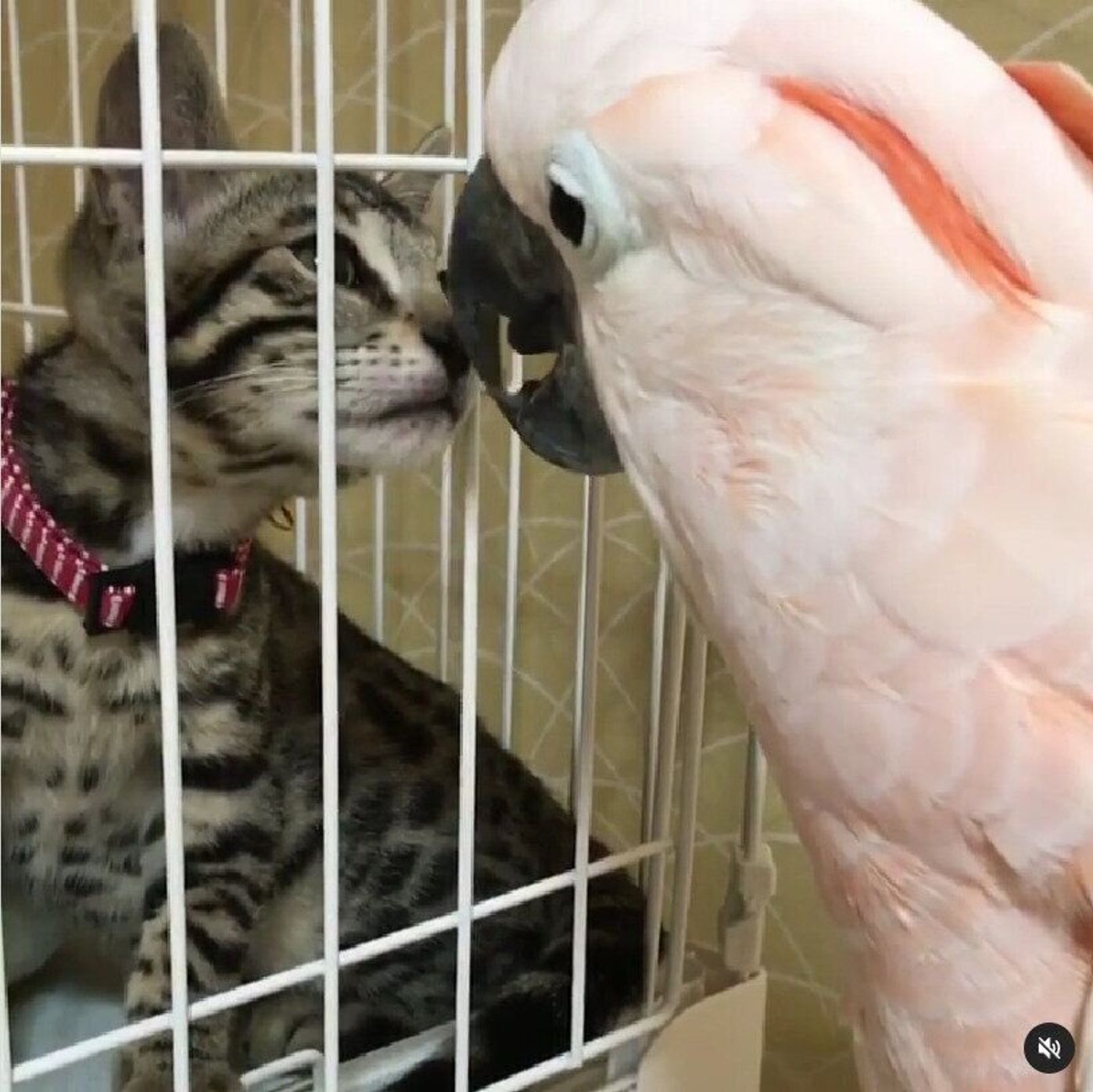 オウムと猫の仲よし兄妹 どうして仲良くなったの 飼い主さんが話す秘訣とは ねこのきもちweb Magazine オウムと猫の仲よし兄妹 どうして仲良くなったの 飼い主さんが話す秘訣とは ねこのきもちweb Magazine