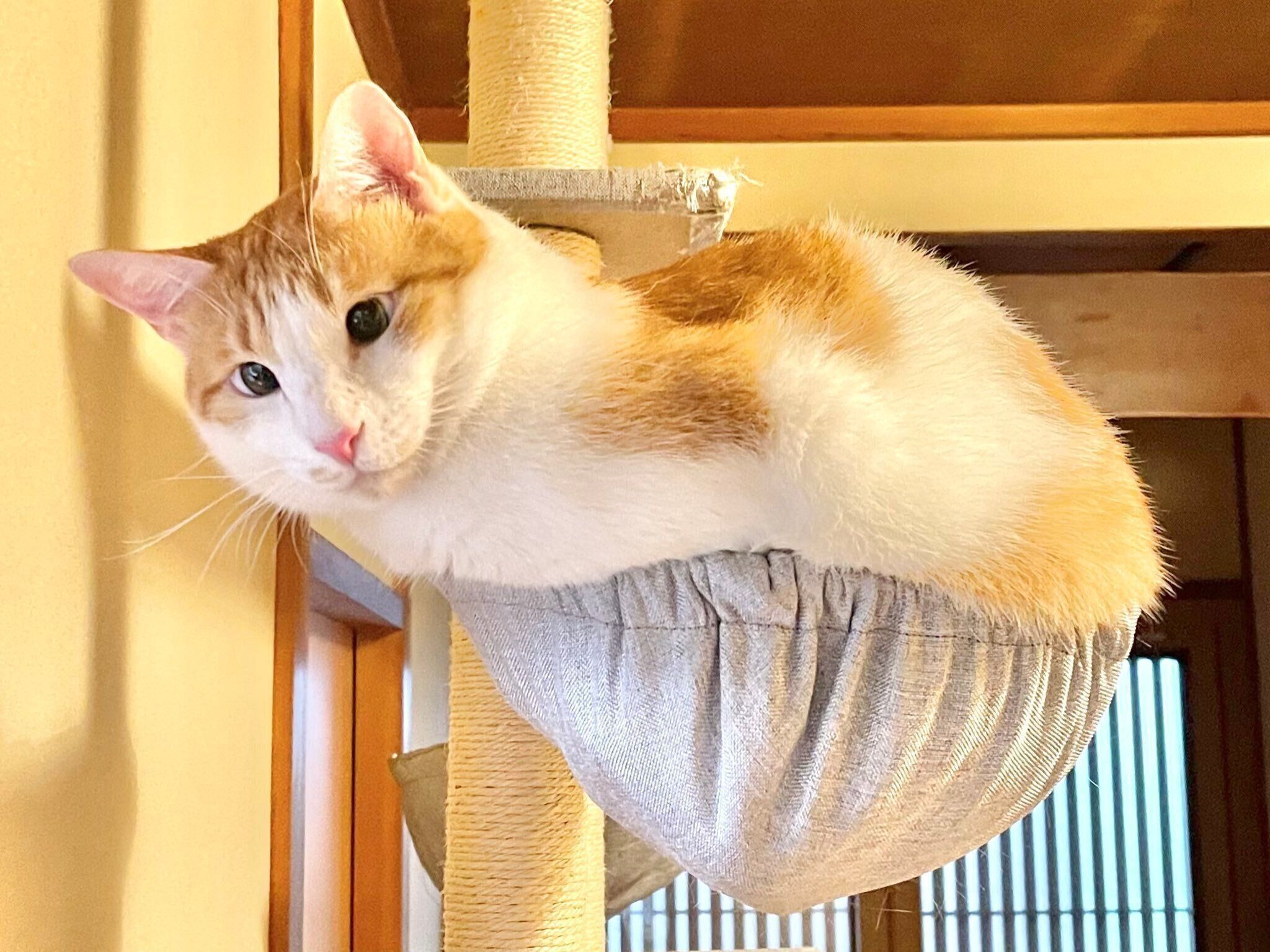 小さいハンモックに乗り、体がはみ出るおーちゃん