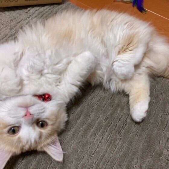 くねくねするマンチカンのねこちゃん