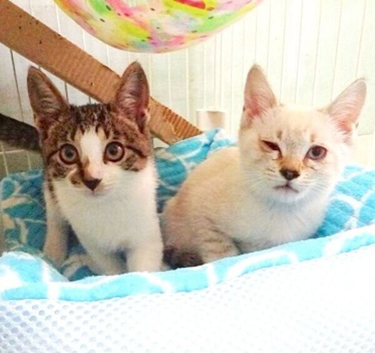 1日違いで保護された2匹の子猫 血の繋がりがないのを感じさせない 兄妹愛 に感動 ねこのきもちweb Magazine 1日違いで保護された2匹の子猫 血の繋がりがないのを感じさせない 兄妹愛 に感動 ねこのきもちweb Magazine