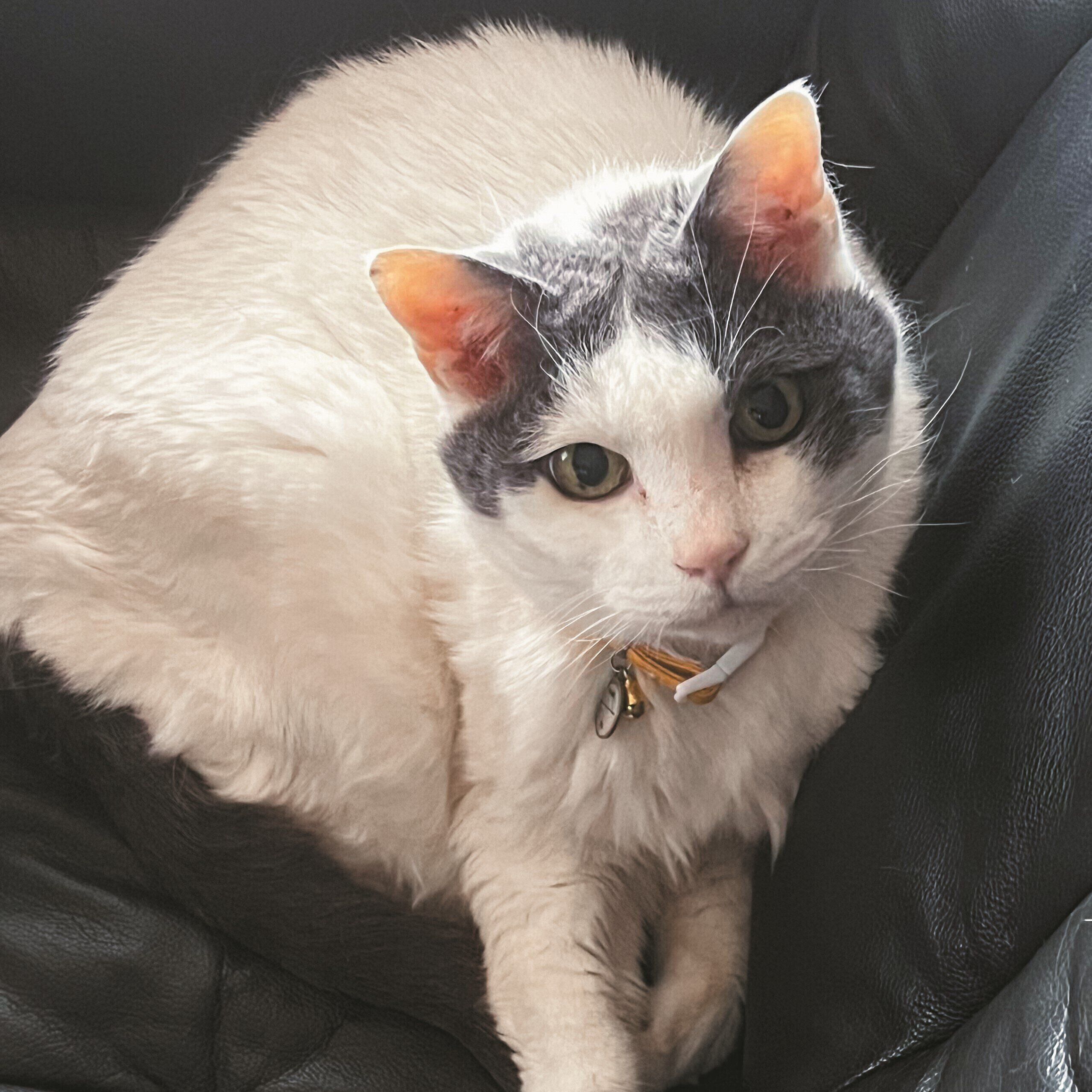 画像／ねこのきもち2024年1月号