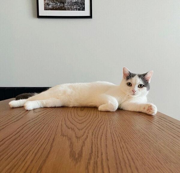 まったりするフクちゃん