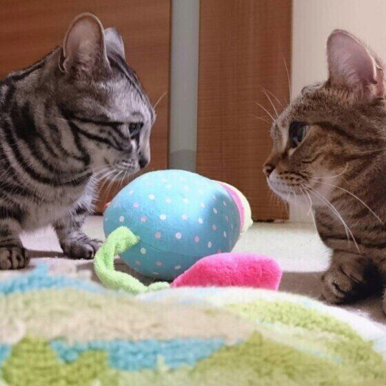 マンチカンのじんべぇくんたち