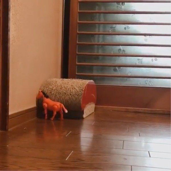 馬のおもちゃをスルーする猫