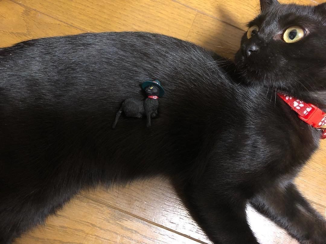 同じポーズの黒猫と帽子をかぶったふちねこ
