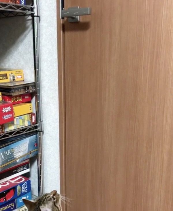 ドア開けをする猫