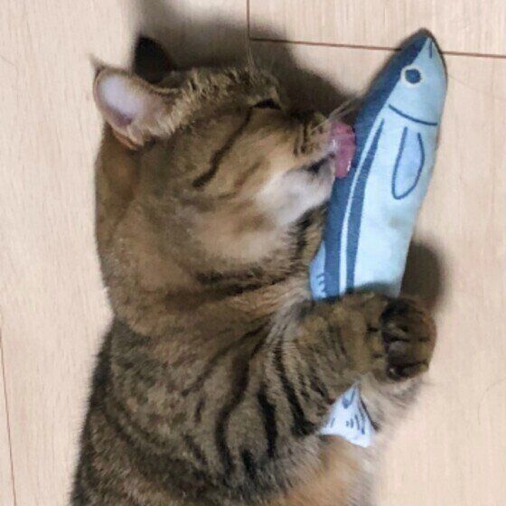 遊ぶむぎちゃん（ミヌエット）