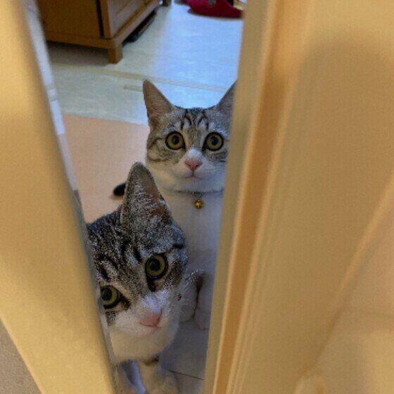 お風呂を覗く2匹の猫たち