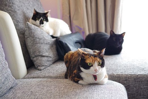 カバンをSPする猫たち