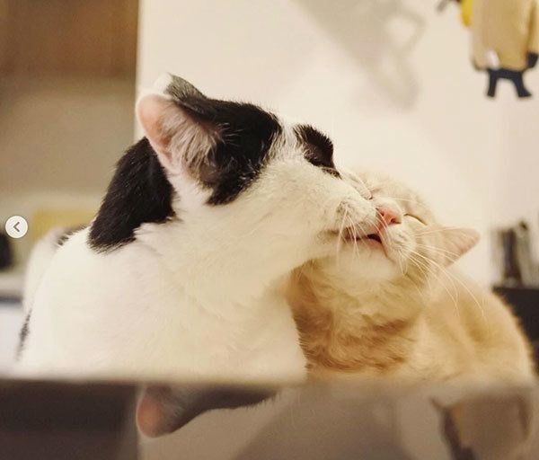 パンきゅんとねくすちゃん